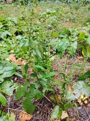 Rumex obtusifolius