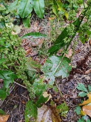 Rumex obtusifolius