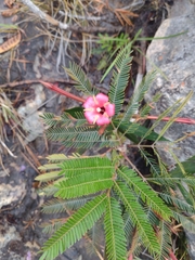 Augusta longifolia