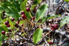Malus mandshurica