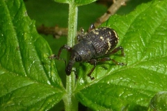 Hylobius transversovittatus