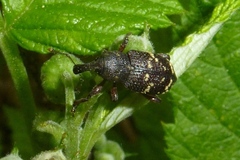 Hylobius transversovittatus