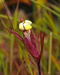 Triphysaria micrantha