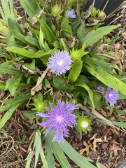 Stokesia