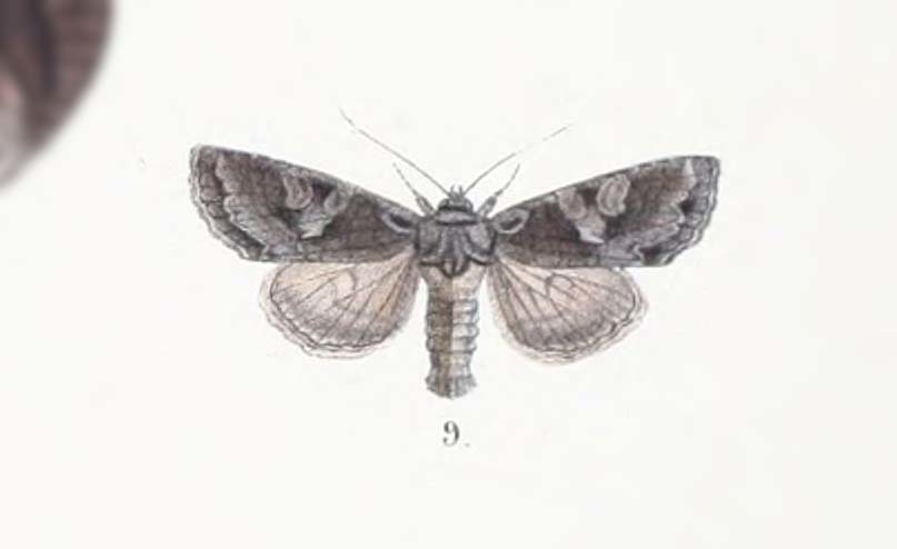 Dryobotodes lubrica