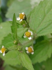 Galinsoga quadriradiata