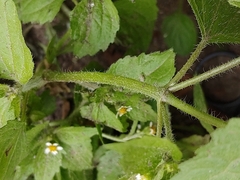 Galinsoga quadriradiata