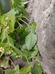 Galinsoga quadriradiata