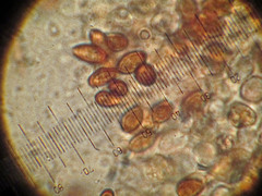 Glaucopodes