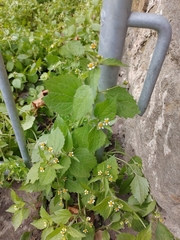 Galinsoga quadriradiata