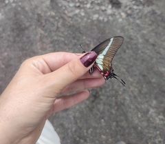 Protographium asius