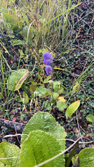 Aconitum delphiniifolium