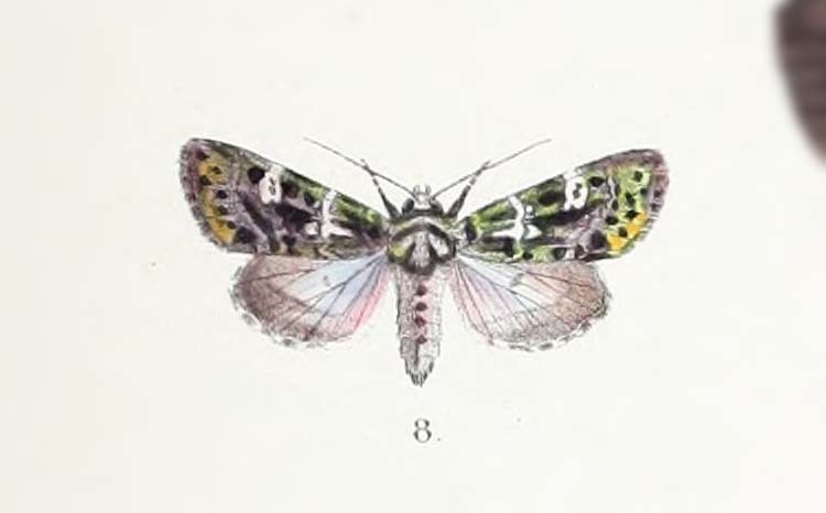 Karana similis