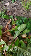 Taraxacum officinale