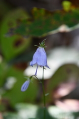 Adenophora divaricata