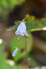 Adenophora divaricata