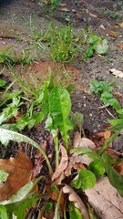 Taraxacum officinale