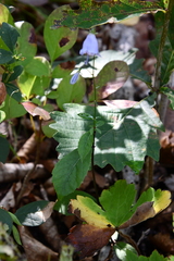 Adenophora divaricata