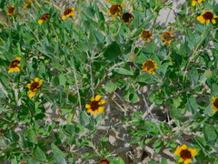 Encelia palmeri