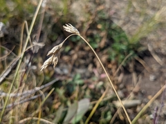 Carex praticola