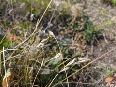 Carex praticola