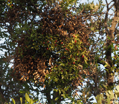 Viscum cruciatum