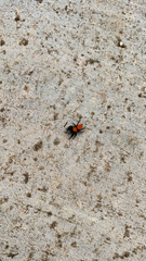 Phidippus cardinalis