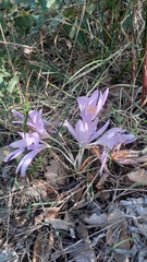 Colchicum decaisnei