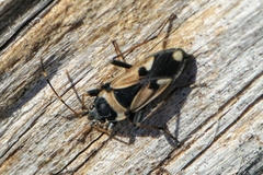 Raglius confusus