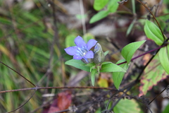 Gentiana scabra