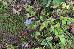Gentiana scabra