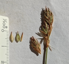 Carex petasata