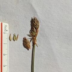 Carex petasata