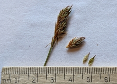 Carex petasata