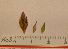 Carex petasata