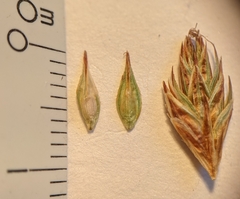 Carex petasata