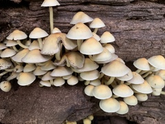 Mycena inclinata