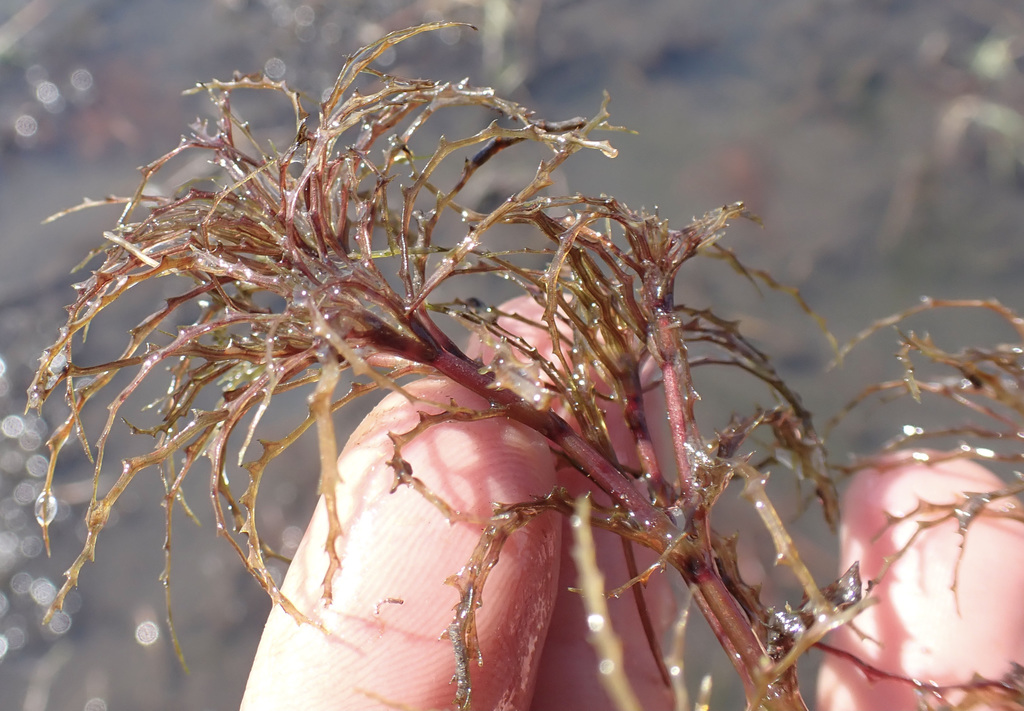 Najas horrida (Najas horrida)