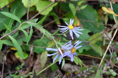 Aster maackii