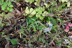 Aster maackii