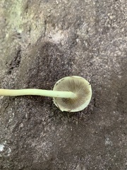 Mycena inclinata