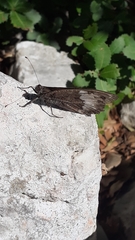 Hipparchia syriaca