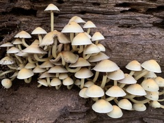 Mycena inclinata