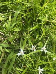 Rhynchospora nervosa