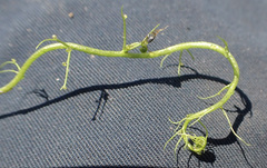 Utricularia gibba image