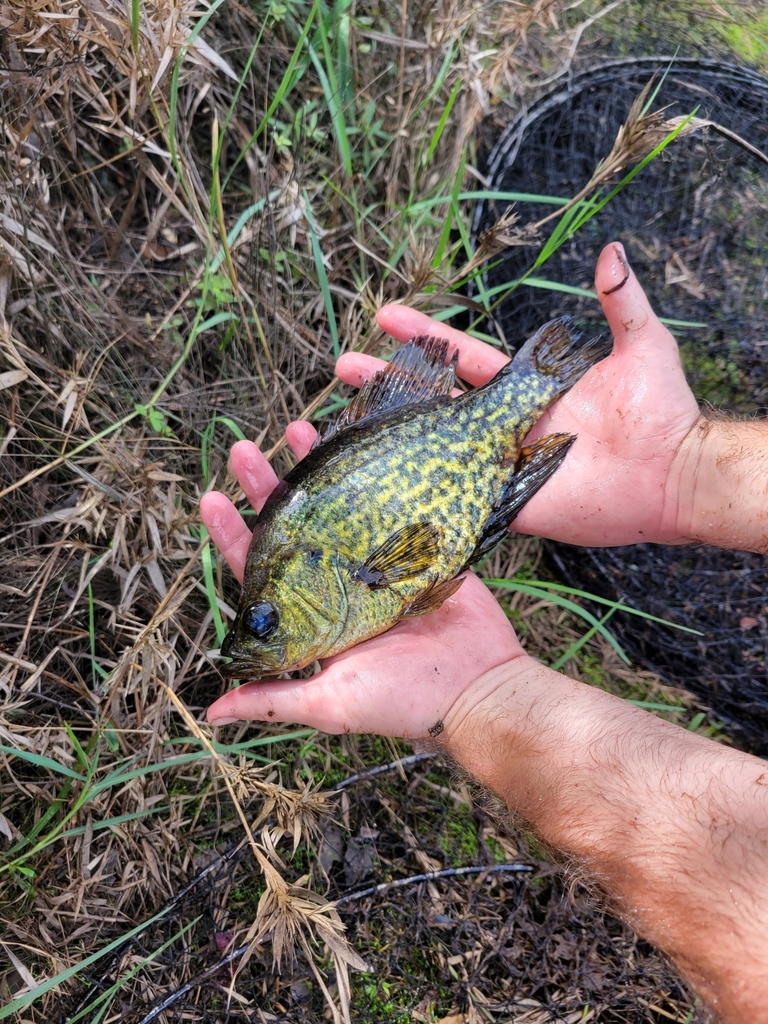 Black Crappie from Grand Bay National Estuarine Research Reserve on ...