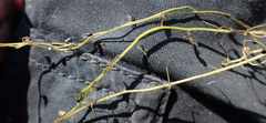 Utricularia gibba image