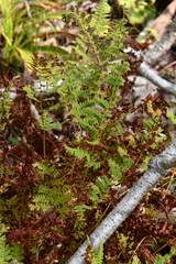 Athyrium yokoscense
