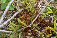 Athyrium yokoscense