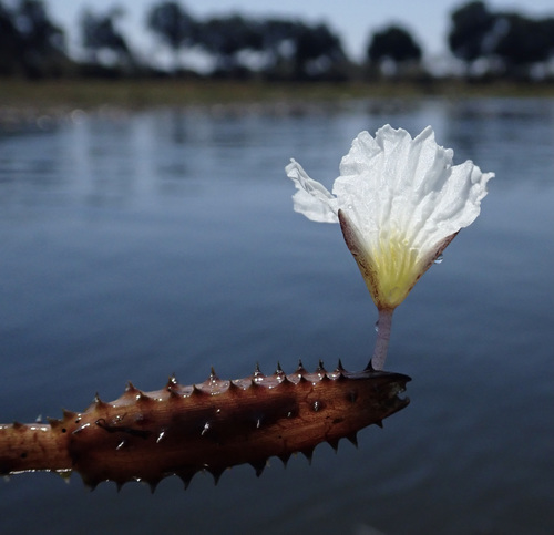 Spiny Ottelia (Ottelia muricata)